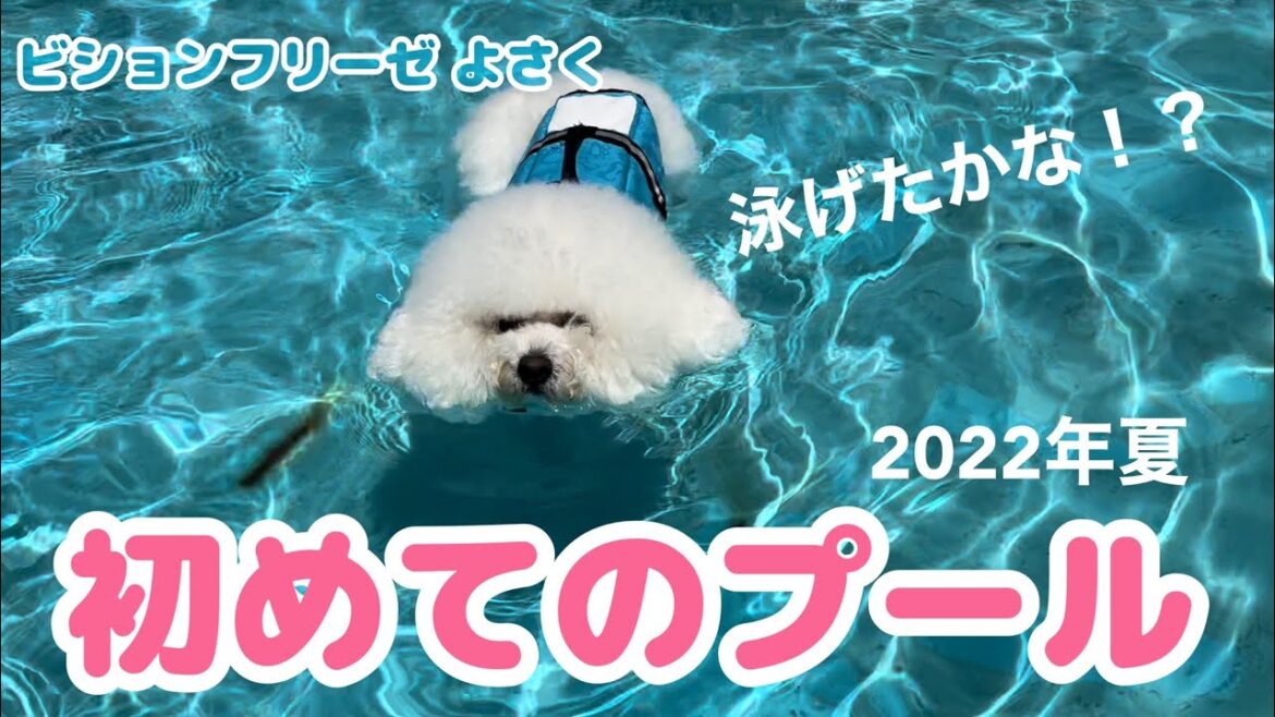 生まれて初めてのプール！！泳げたかな！？2022年夏【ビションフリーゼよさく】