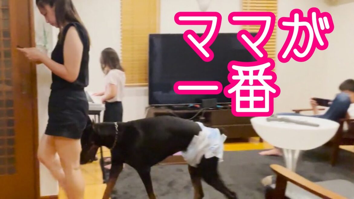 パパ嫉妬！？ママにストーカーする愛犬ドーベルマン