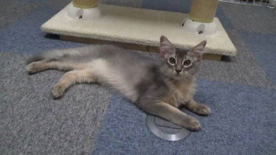 [ソマリ]　オモチャが大好きなので色々遊んだ日の子猫