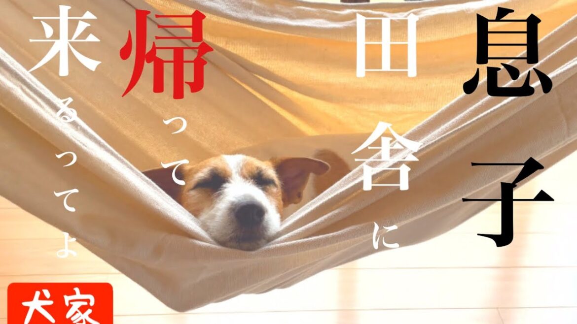 【犬との暮らし】息子帰省/七輪で焼き鳥【ジャックラッセルテリア】【オーストラリアンキャトルドッグ】Son returns home /I’m going to eat it barbecued.