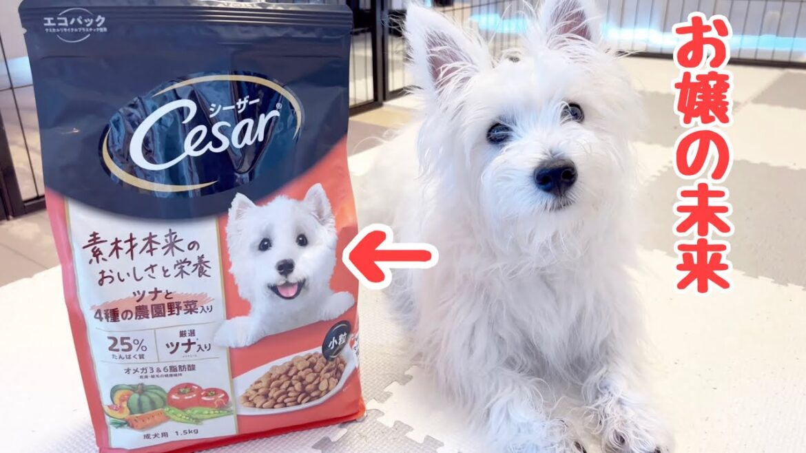 ウエストハイランドホワイトテリアと言うよりもCesar【シーザー】に出てる犬と言った方が分かる犬種。。。それがムクお嬢様