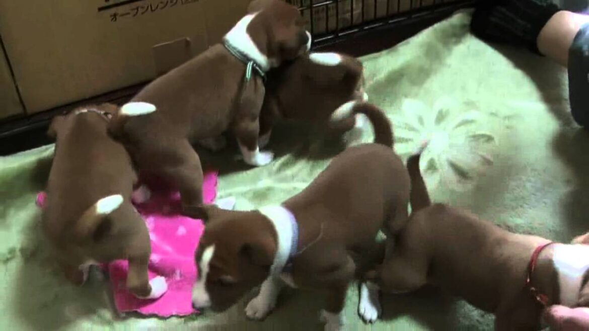 怒る怖がる、バセンジーの子犬たち