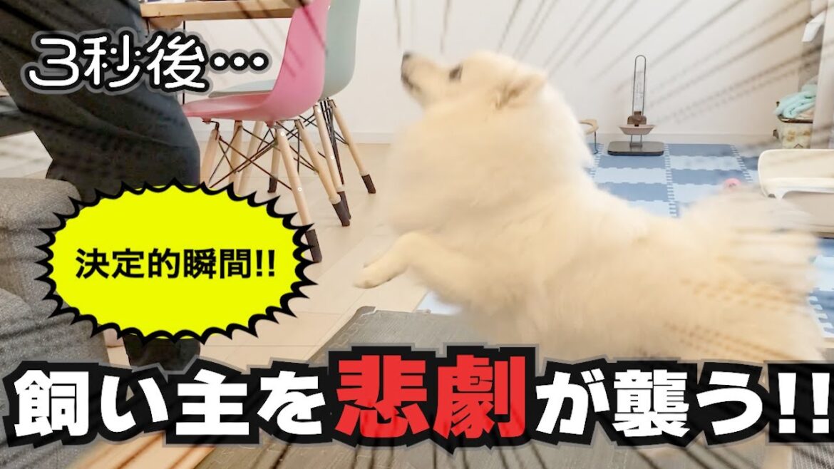 日本スピッツとじゃれてたら悲劇が…