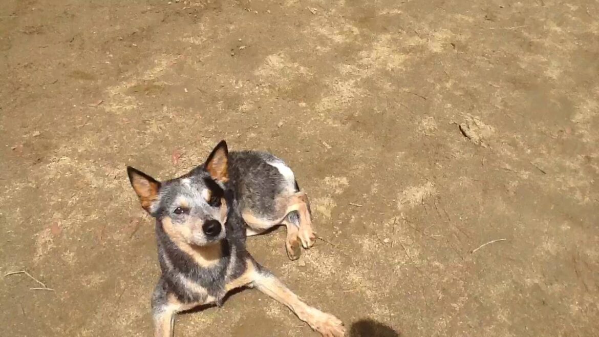 【癒し犬】この犬種何だと思いますか?パート2 【癒し犬】この犬種何だと思いますか?パート2