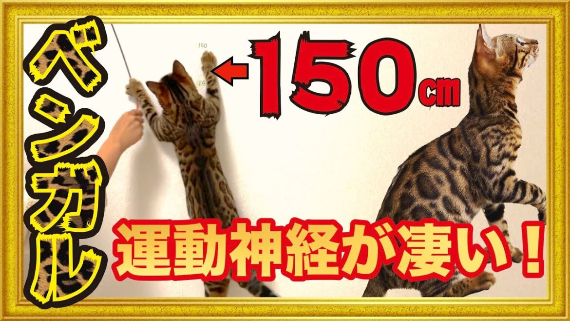ベンガル猫の運動神経が凄い!猫たち3匹の運動テストしてみた!猫が好きなおもちゃで遊ぶ【ベンガル・マンチカン・スコティッシュフォールド】