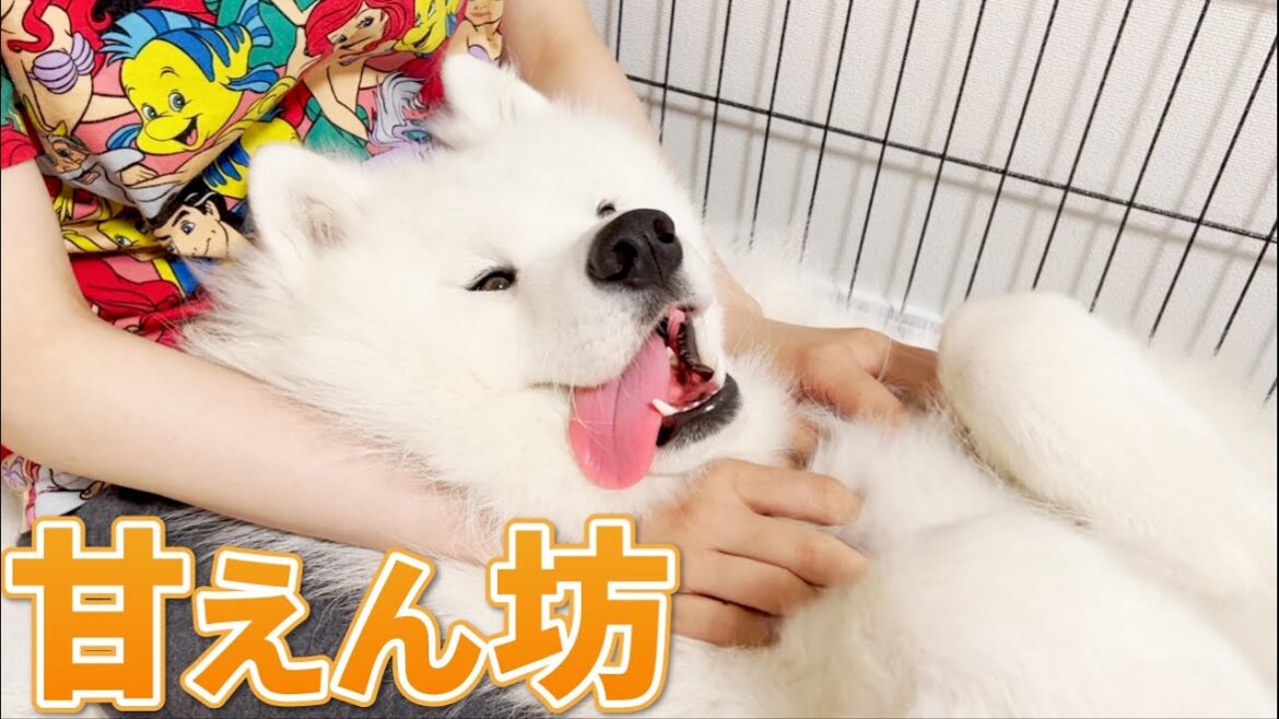我が家のサモエド犬はいつまでたっても甘えん坊です…！！