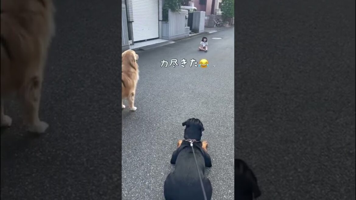 【大型犬】ロットワイラーは怖いけどゴールデンは怖くない兄妹 #shorts