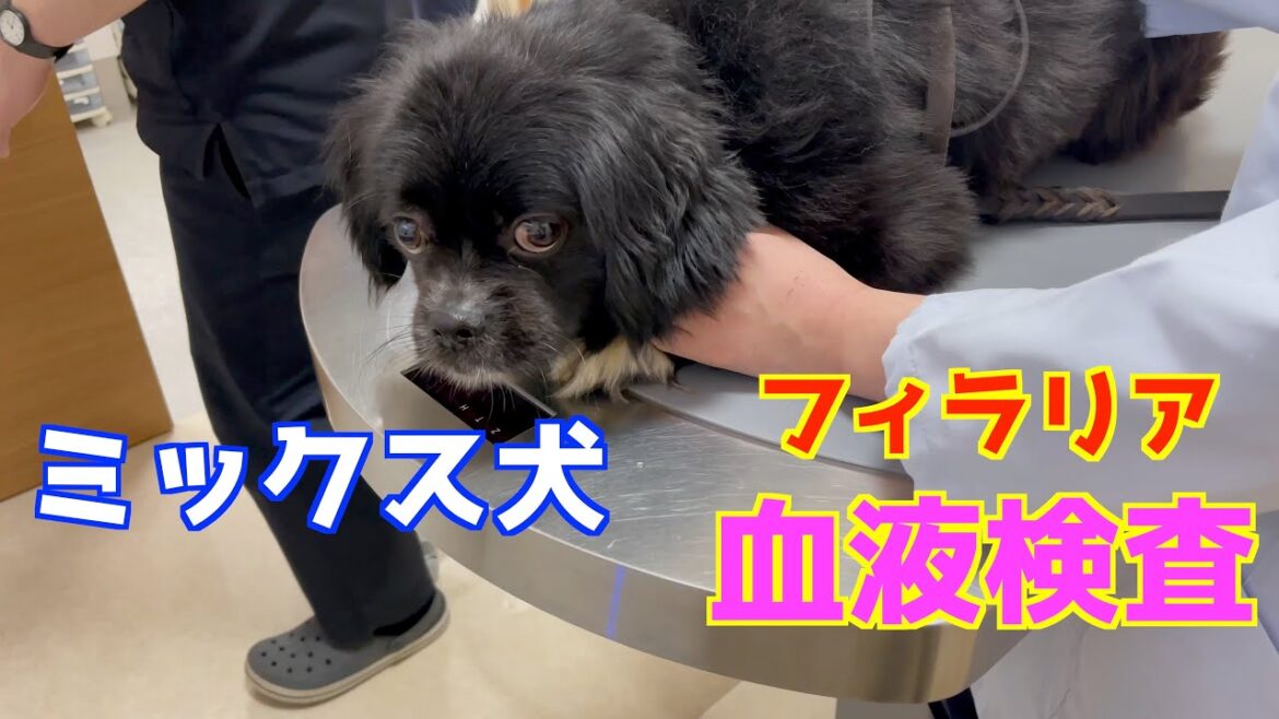 【チベタンスパニエル】×【ポメラニアン】のミックス犬『マックス』が病院へ行く！