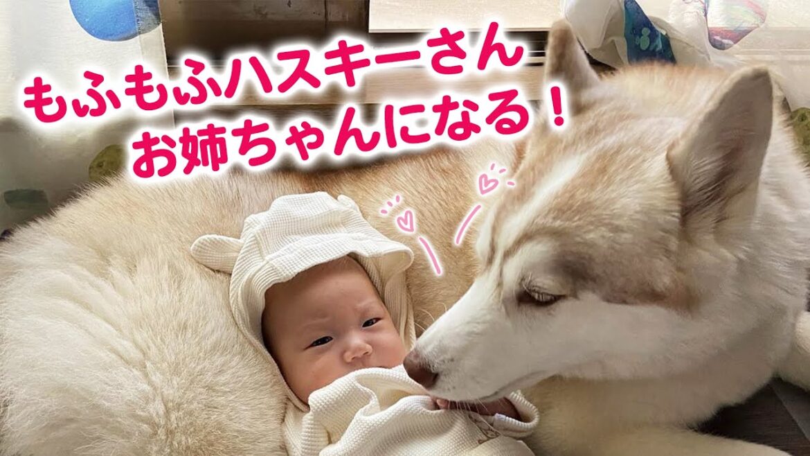 やさし〜い表情のハスキーさん!その理由はね……♡ やさし〜い表情のハスキーさん!その理由はね……♡