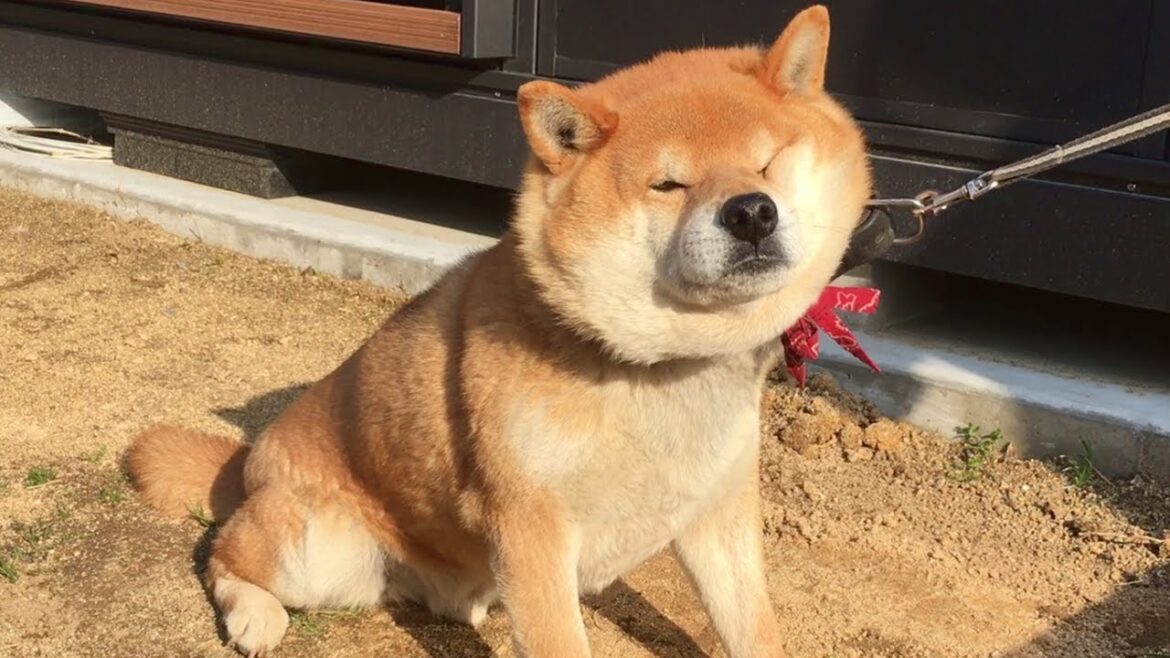 秋田犬みたいな顔になってイヤイヤする柴犬  Shiba dog resisted and turned out like Akita dog face.