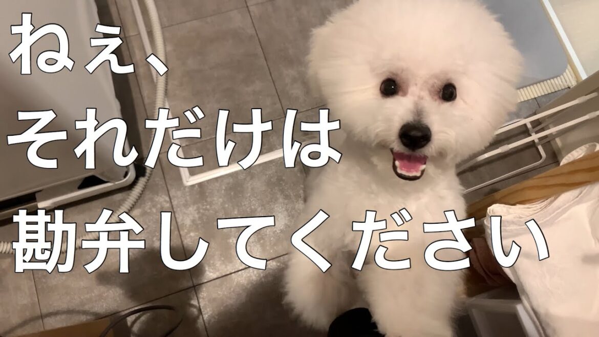 ビションフリーゼの子犬が嫌いなもの６選！