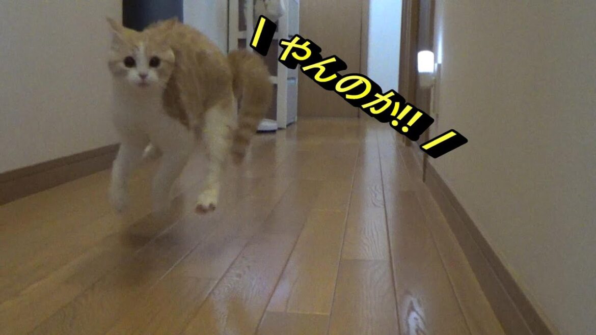 『やんのかポーズ!!』で遊ぶ子猫が可愛すぎ【スコティッシュフォールド】