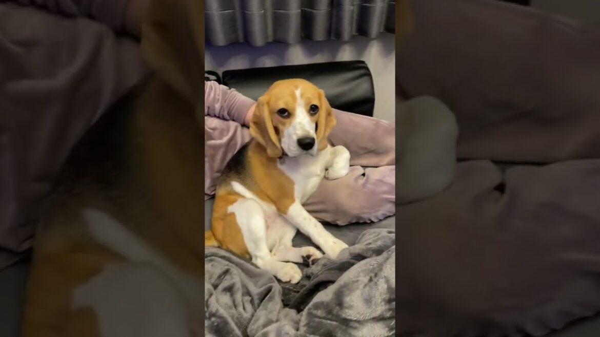 態度がでかいビーグル犬　#shorts