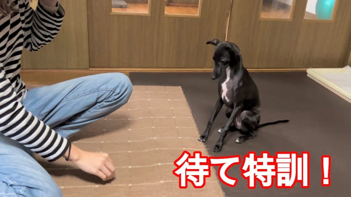待てが出来ないさくらを見守るジロ【ミニピン】【イタグレ】