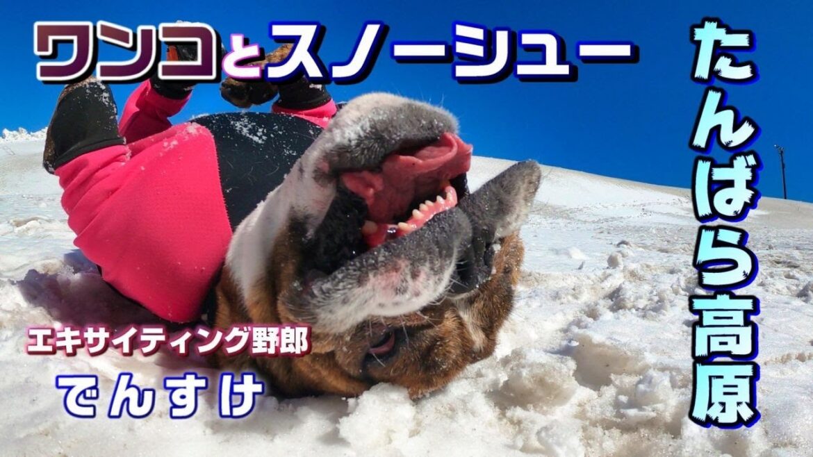 ワンコと雪原スノーシューハイク【たんばら高原】2021.2.28 【4K】 ワンコと雪原スノーシューハイク【たんばら高原】2021.2.28 【4K】