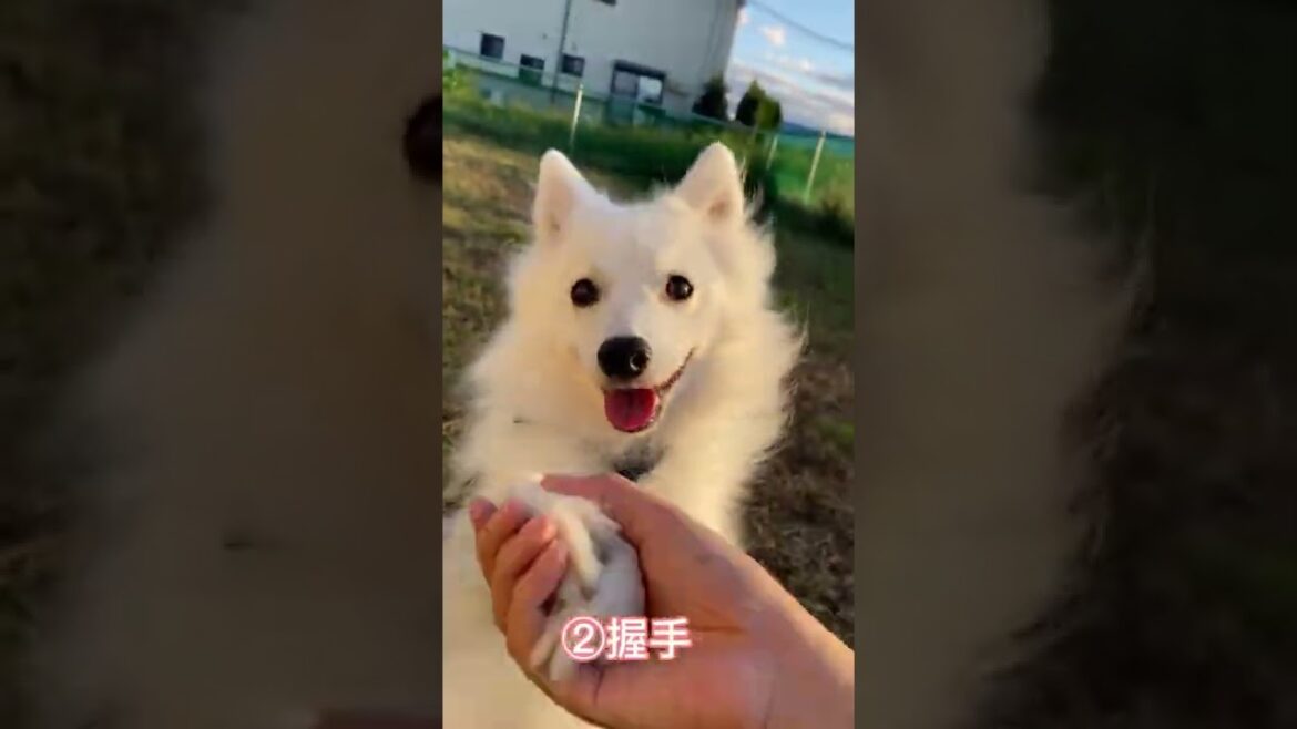 ぽぽさんと喜ぶ時のパターンいろいろ