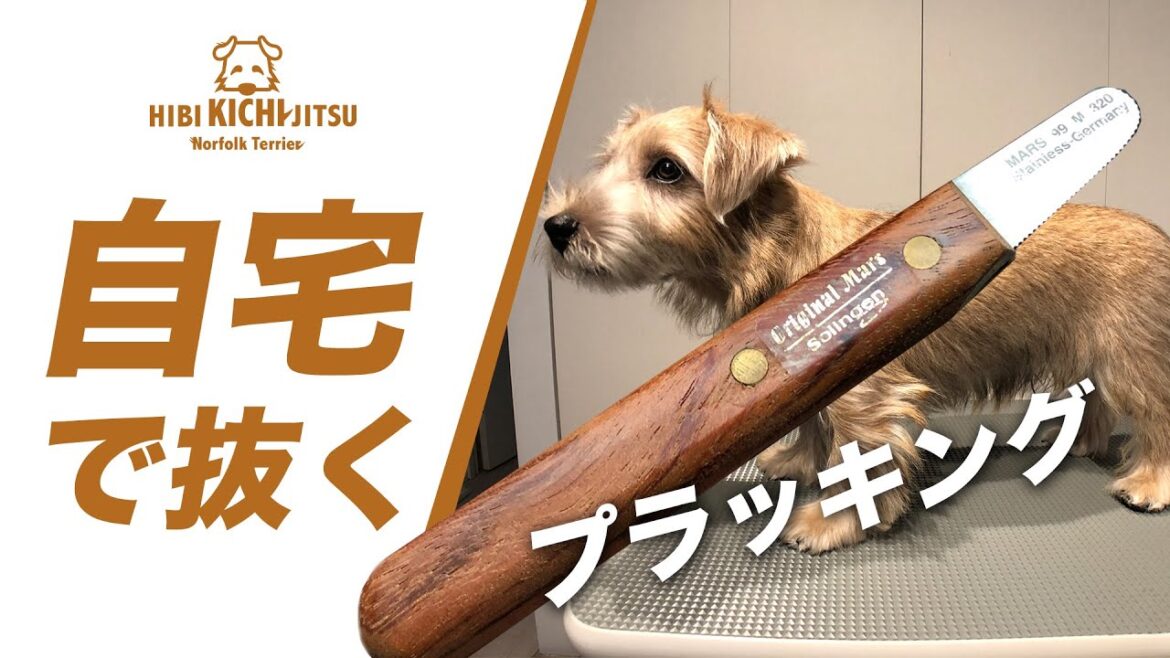 子犬は自宅でプラッキング頑張ってますの件【ノーフォークテリア  norfolkterrier  puppy 犬 dog  】