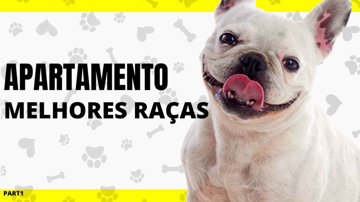 Melhores Raças de Cachorros Para Apartamento #shorts #pets #cachorro
