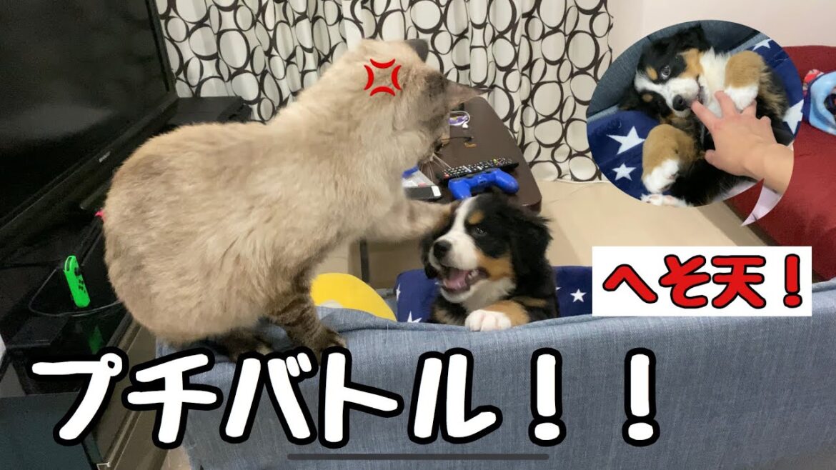 【子犬】ベル(犬)VSマサ(猫)プチバトル！バーニーズマウンテンドッグ