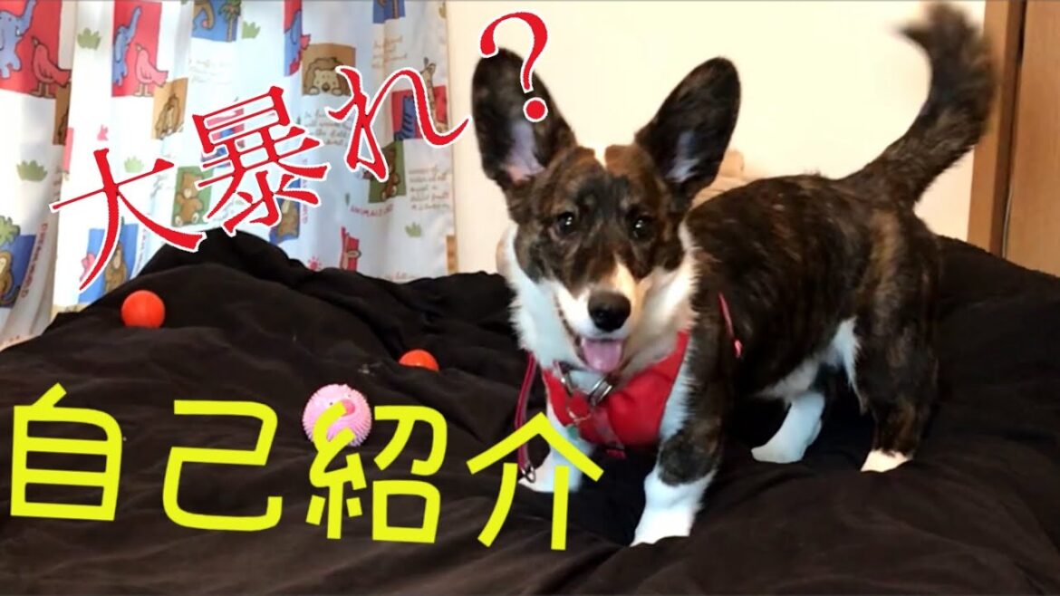 左近次、襲来！自己紹介するも大暴れ？！やんちゃコーギーカーディガン左近次！子犬期