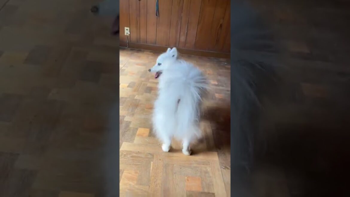 飼い主のできない逆立ちを見せつける日本スピッツ