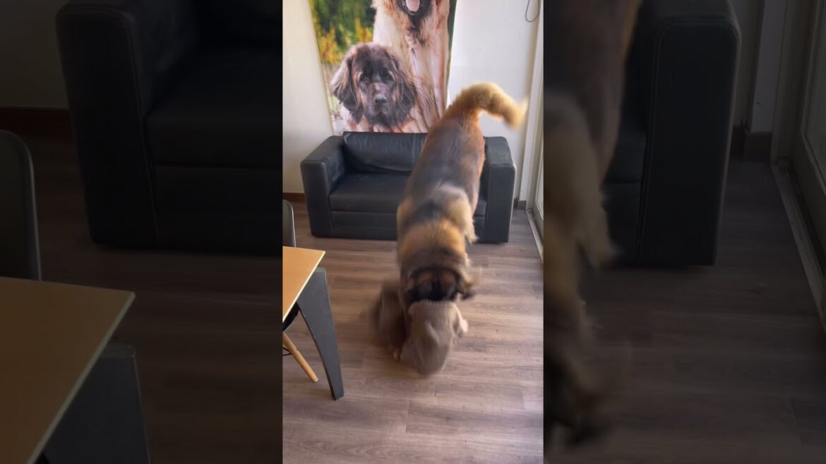 レオンベルガー海君の喜びの表現　#shorts　#大型犬