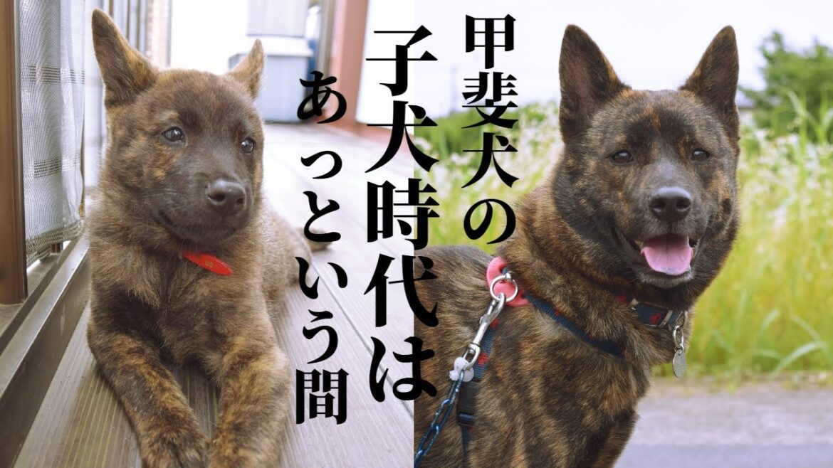 【再アップ】甲斐犬ハルヱの子犬時代！まるで熊の子みたいで可愛いかったです♪【甲斐犬・柴犬】