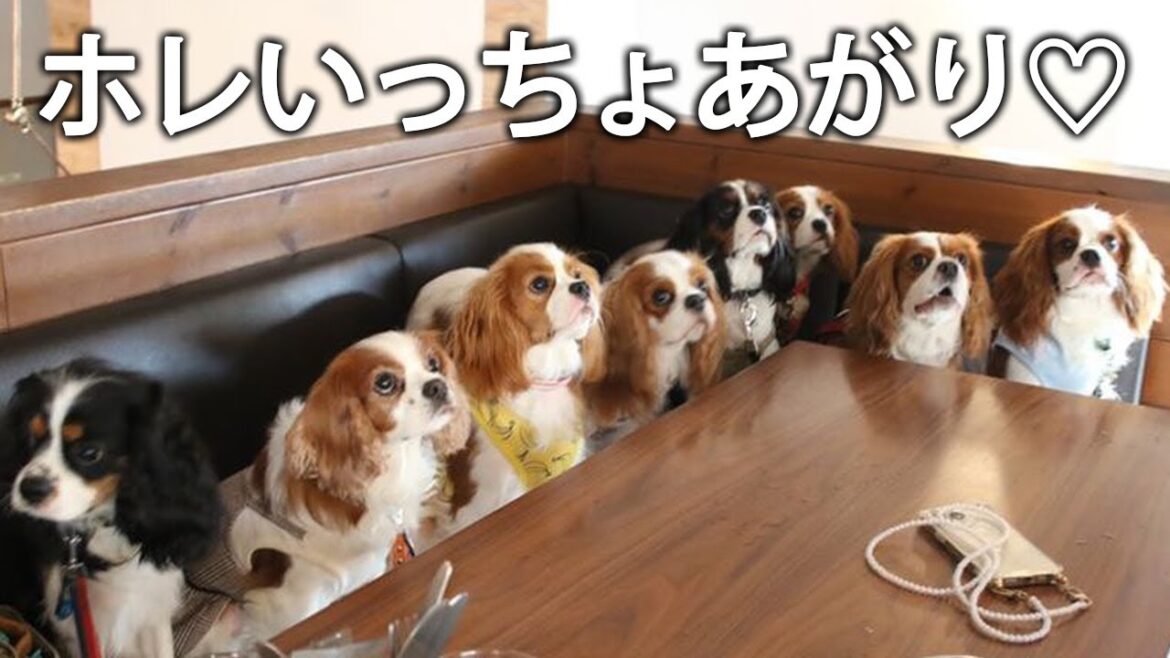 子犬も成犬もおやつ見せりゃおりこうちゃんな兄弟会