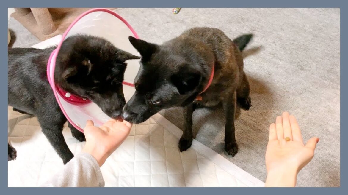 【甲斐犬】｢どっちだ！？｣ オヤツが入った手を間違えまくる犬2匹がポンコツで可愛すぎる！
