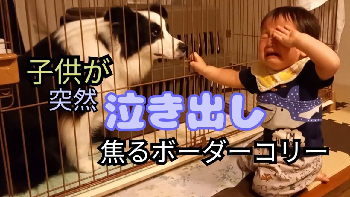 1歳児が突然泣き出し、焦るボーダーコリー
