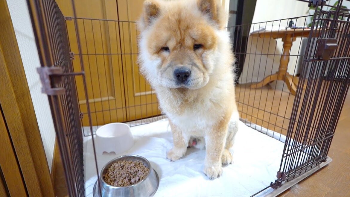 ご飯が質素な時と豪華な時であからさまに差あるチャウチャウ犬
