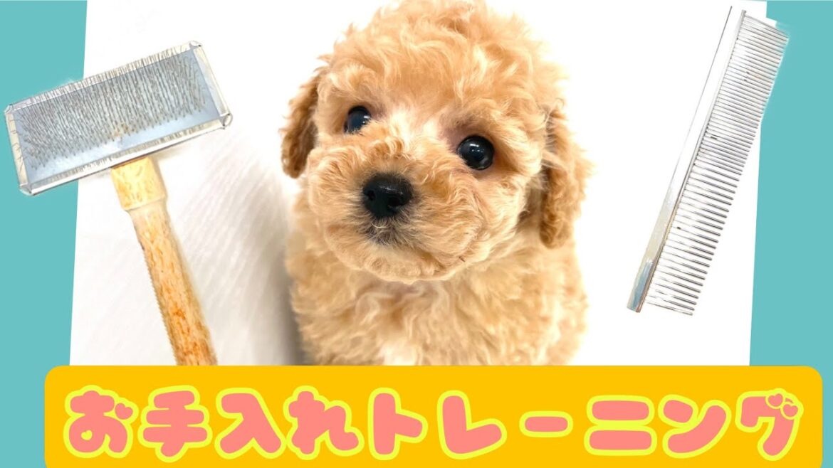 【トイプードル】私流のブラッシングの慣らせ方！環境に慣れたころからトレーニングスタート♪