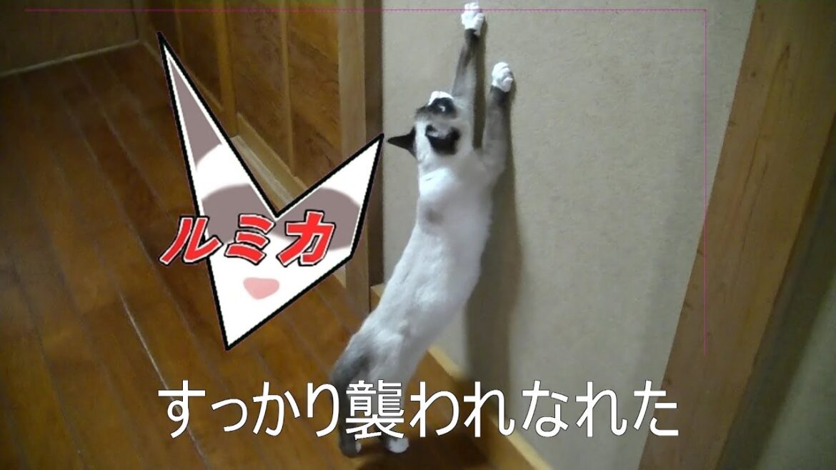 すっかり襲われなれたスノーシュー猫　No reaction cat.