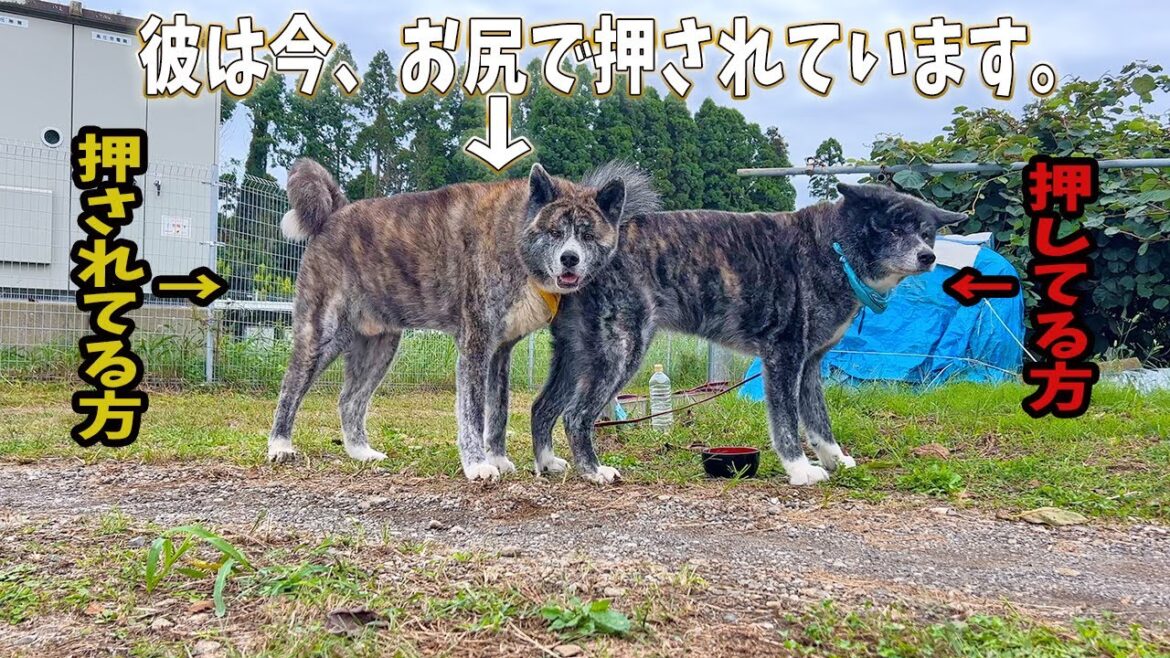 揃って何してるの…？な、秋田犬／お散歩拒否したけど…【秋田犬】【大型犬】【akita dog】