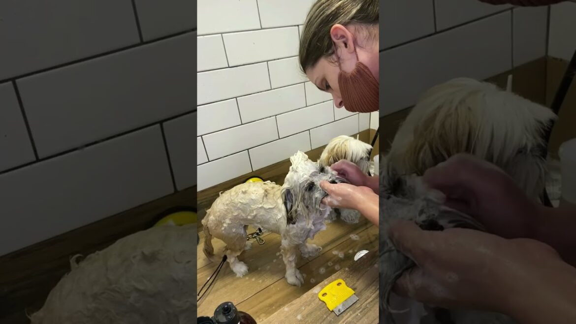 Lhasa Apso é cão de Guarda!!!