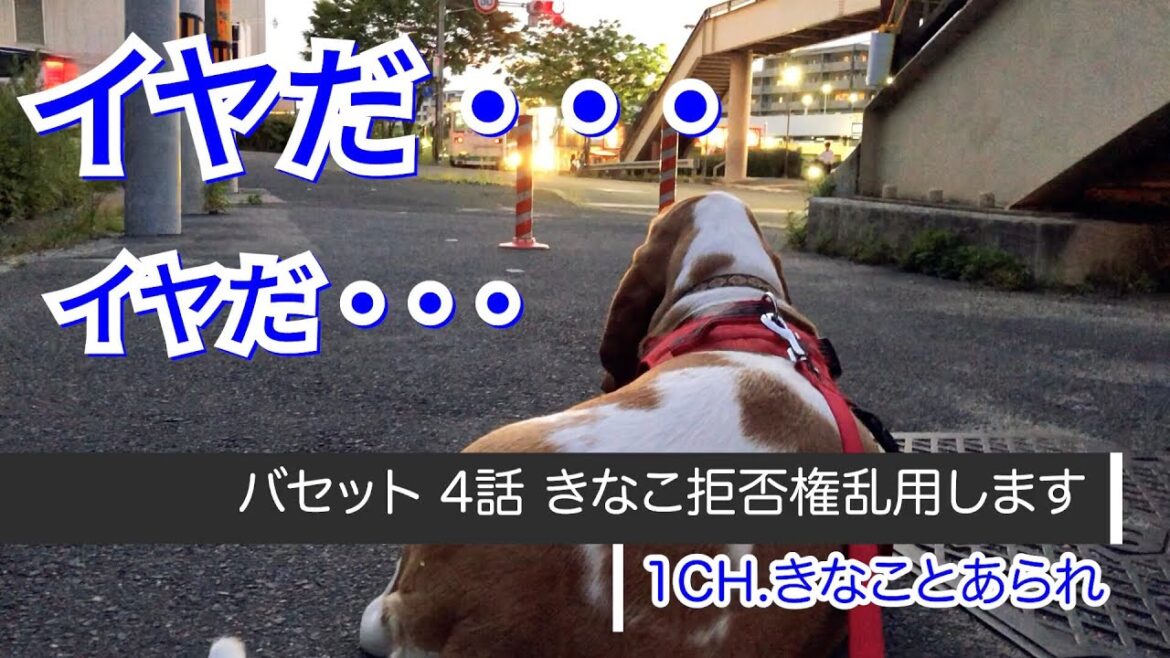 バセットハウンド 4話 きなこ拒否権乱用します