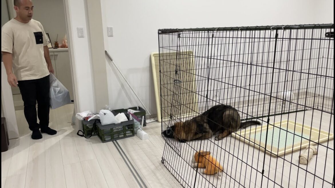 【超大型犬】　怒られ過ぎ　Leonberger　レオンベルガー