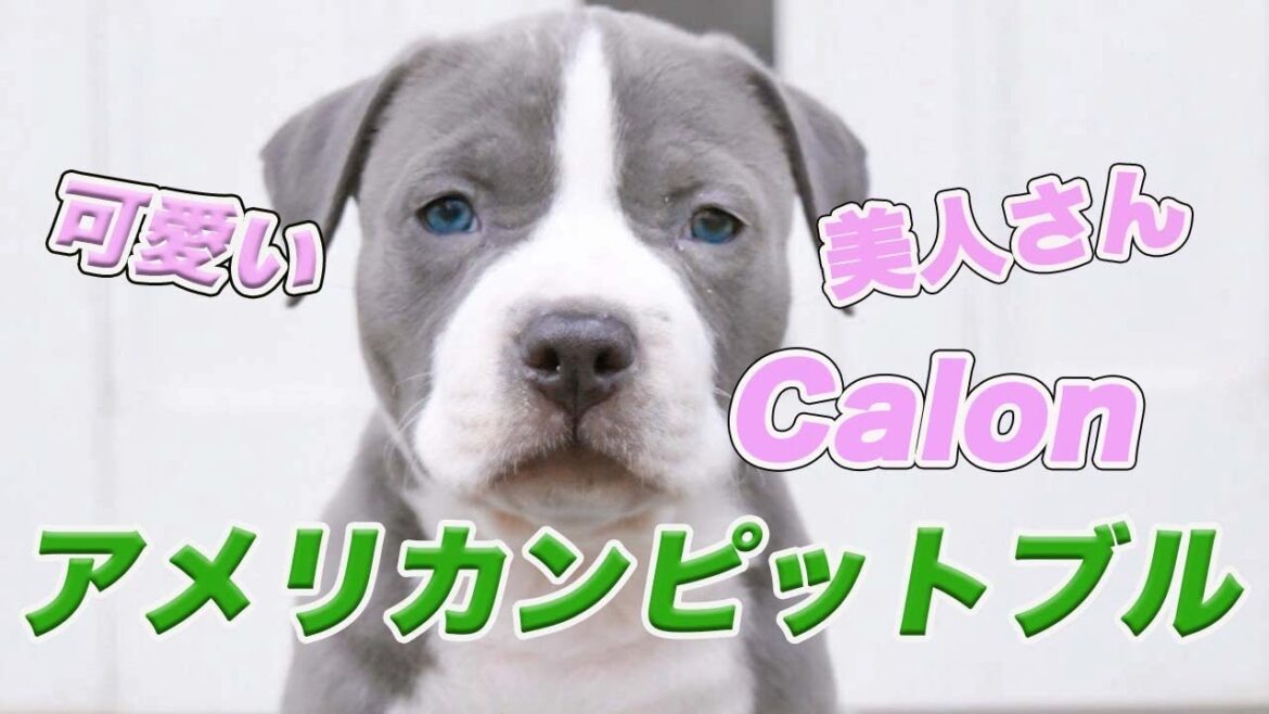 生後2ヶ月の子犬　アメリカンピットブルを迎えました【アメリカンピットブル】(American Pitbull) 【アメリカンブリー】　(American  Bully)
