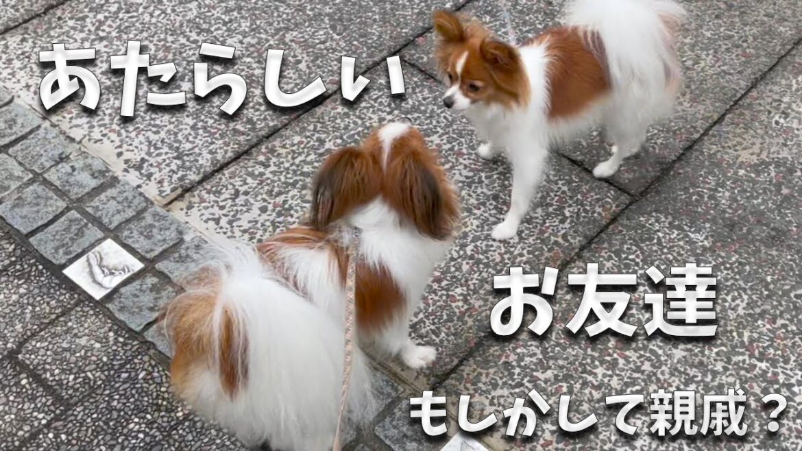 違う道には新たな出会いが待っていた。しかも実は親戚なんじゃない？マダムパピオン犬舎出身　#papillon #パピヨン