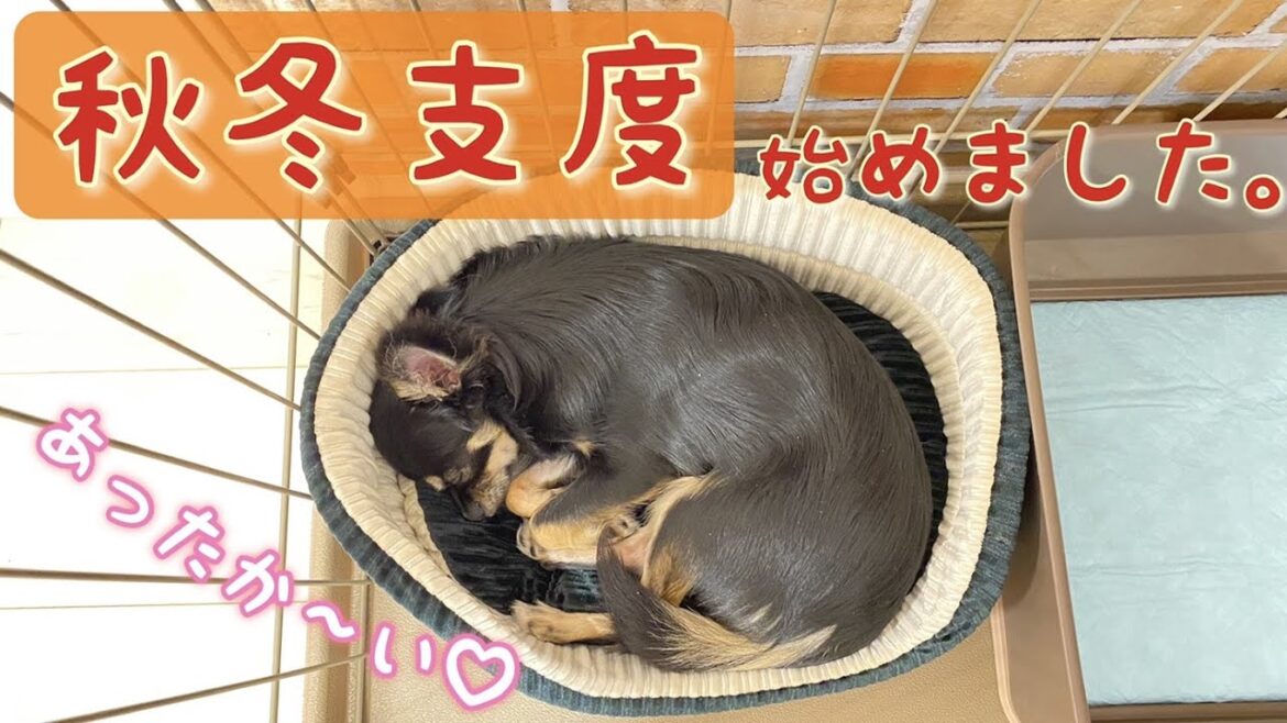 かわいい犬｜ロングコートチワワのウルくん【秋冬支度始めました！ペットベッド買ってみたよ♪】