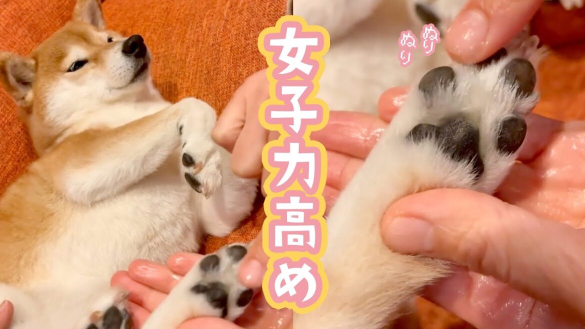 【乾燥が気になる季節】お散歩の後、肉球を保湿する柴犬女子｜PECO