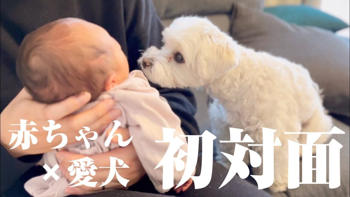 【出産】ついに赤ちゃんと初対面！愛犬の反応やいかに…！？【マルプー】マルチーズ×トイプードル