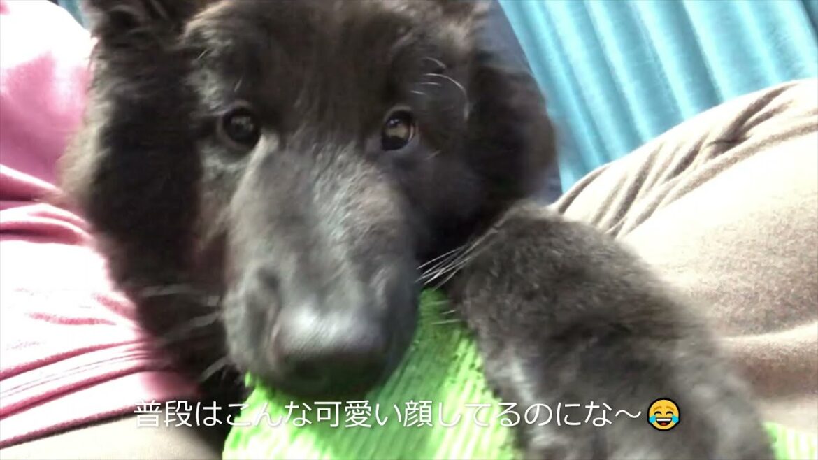 【11日目】子犬だと思って甘く見てるとガウガウしちゃうぞ～‼