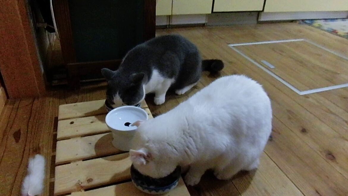 2018.11.11 アメリカンカールのモモちゃんとブリティッシュショートヘアのこたつくん ご自宅訪問のペットのお世話 焼津 藤枝 静岡 ペットシッターぷち 2018.11.11 アメリカンカールのモモちゃんとブリティッシュショートヘアのこたつくん ご自宅訪問のペットのお世話 焼津 藤枝 静岡 ペットシッターぷち