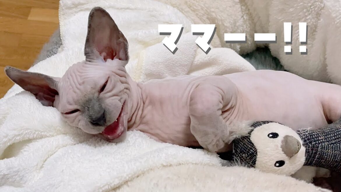 そばに居ないと不安で鳴く猫から目が離せません【スフィンクス猫】 そばに居ないと不安で鳴く猫から目が離せません【スフィンクス猫】