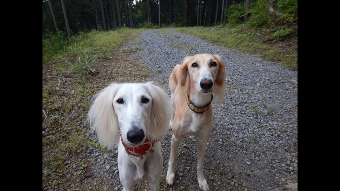 鹿を追いかけて森にダイブしたサルーキ♪（Saluki）