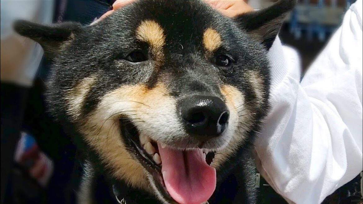 柴犬は飼い主に甘えたくて近付いて来ると思っていたが実は違ってました【黒柴犬】【豆柴】【shiba inu】