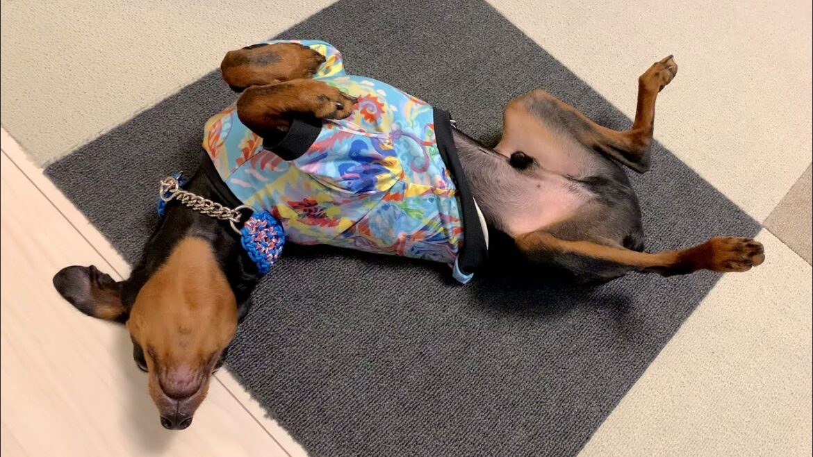 どうしてミニピンを飼おうと思ったの？子犬のころってどんな感じ？