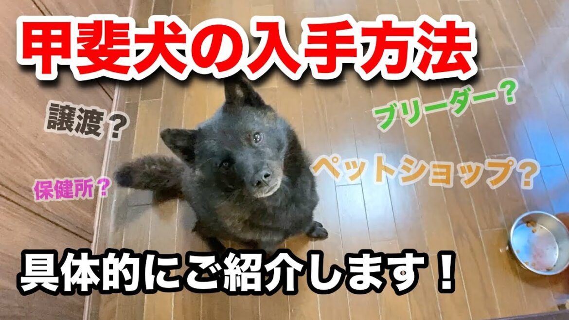 甲斐犬の入手方法！（購入方法）どうやって入手するの？
