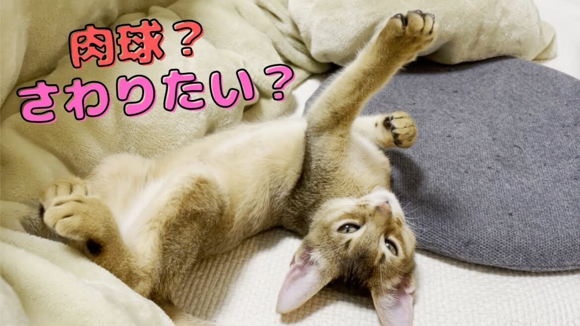 隙あらば肉球触りたい放題ネコ | アビシニアンの子猫アビー